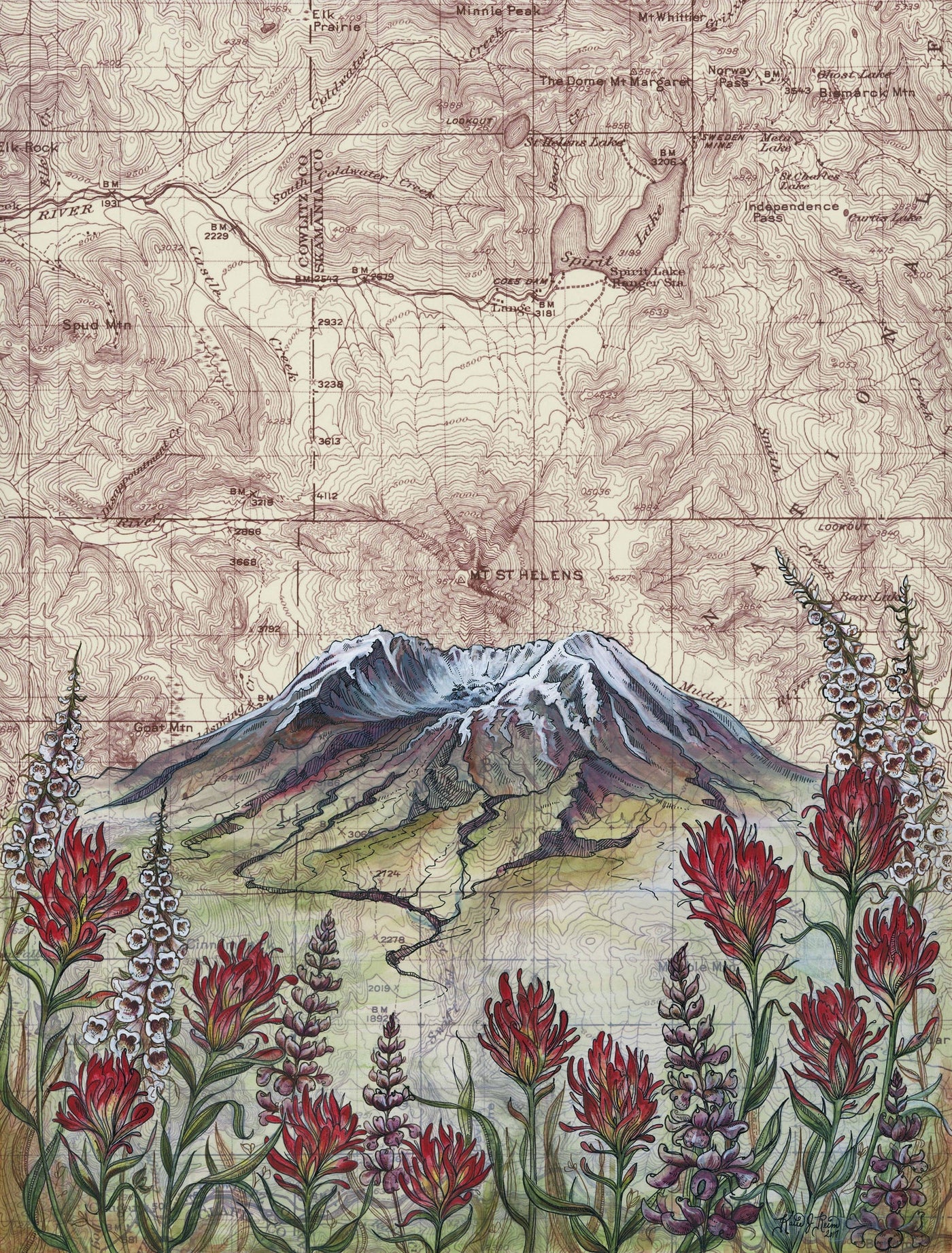 Mt St Helens Wildflowers Print