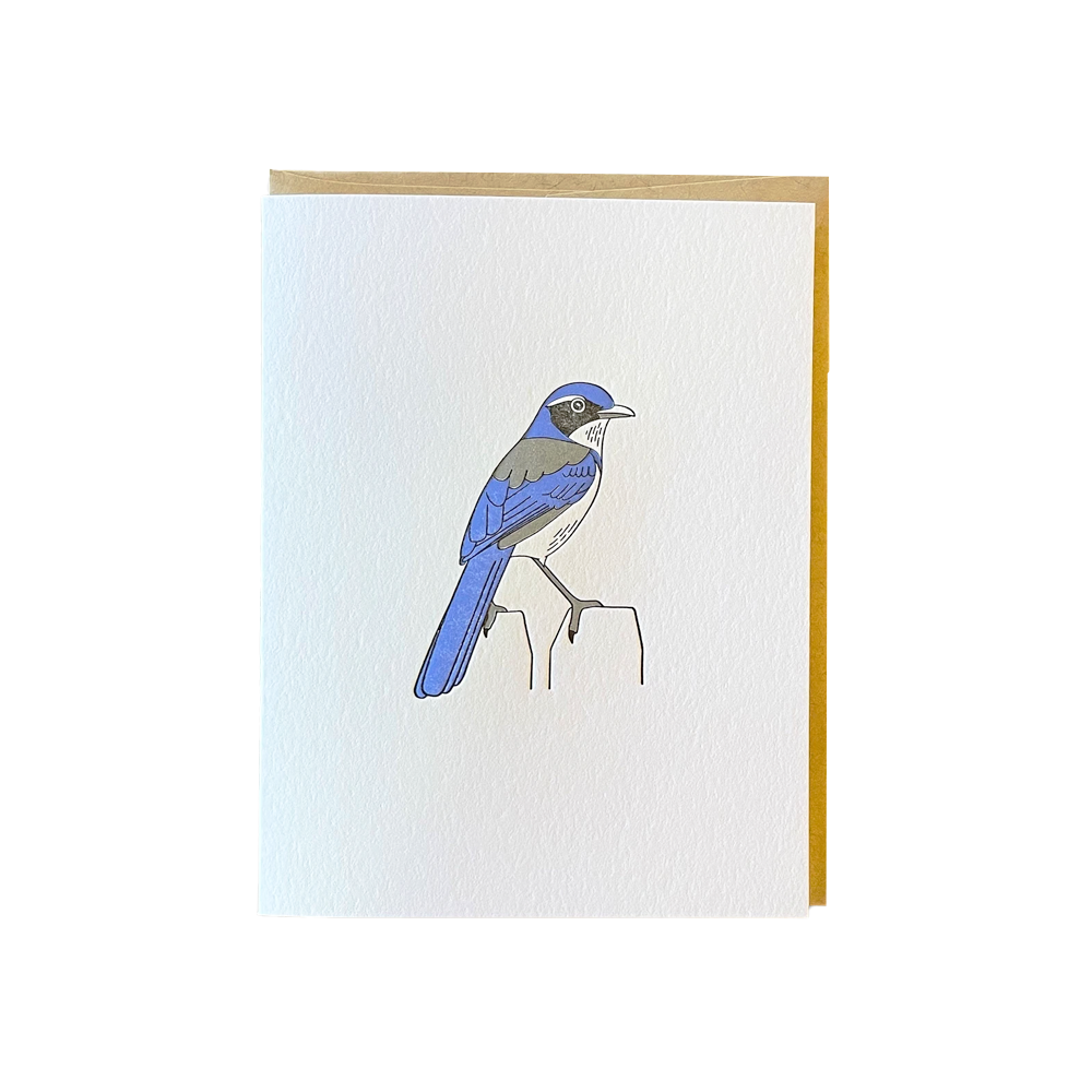 California Scrub Jay Card