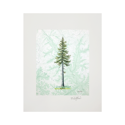 Douglas Fir Print