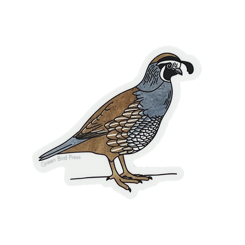 California Quail Sticker