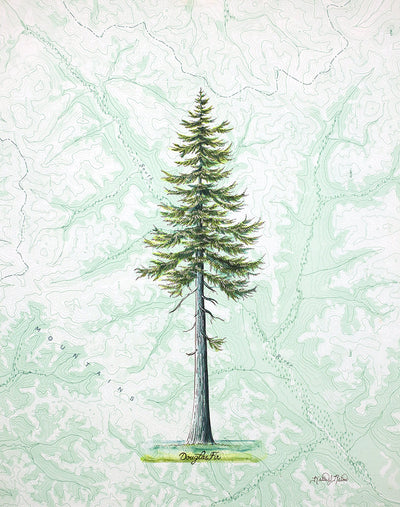 Douglas Fir Print