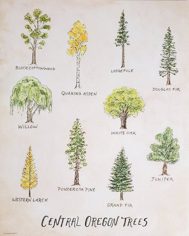 Oregon Trees Print