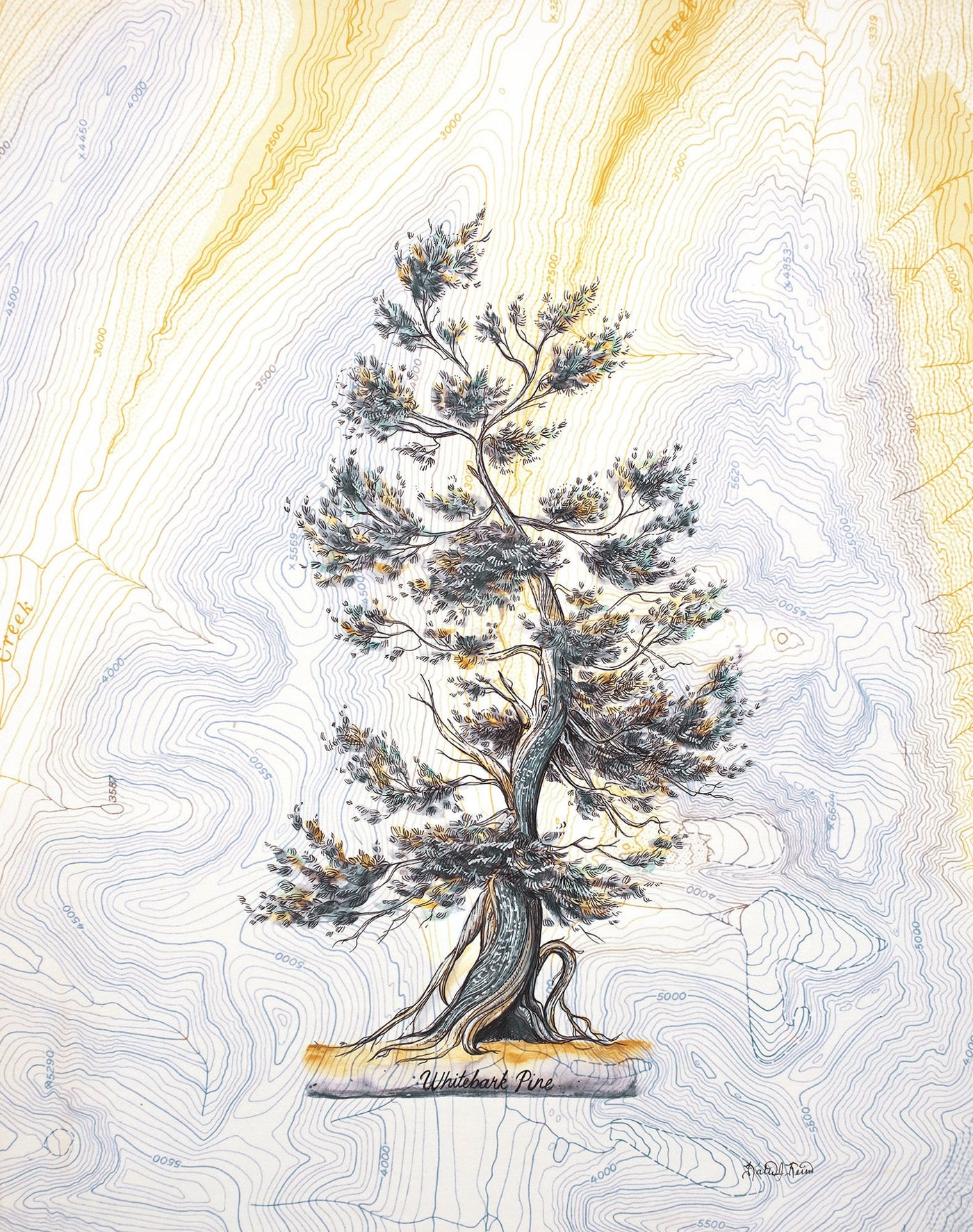 Whitebark Pine Print