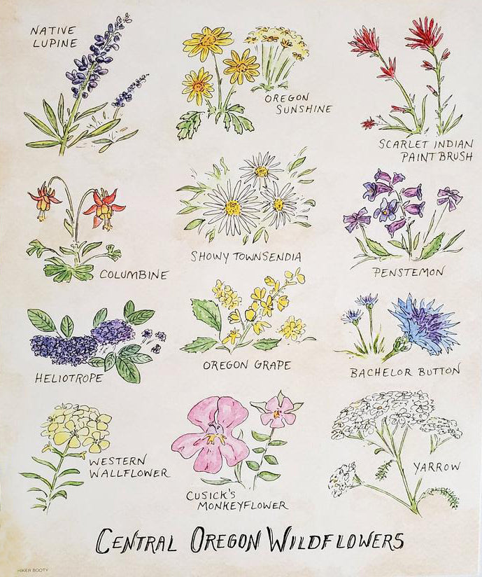Oregon Wildflowers Print